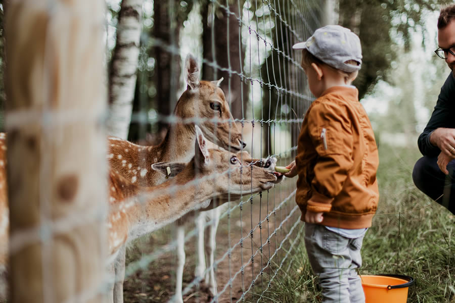 young boy feeding a deer at Alabama Gulf Coast Zoo