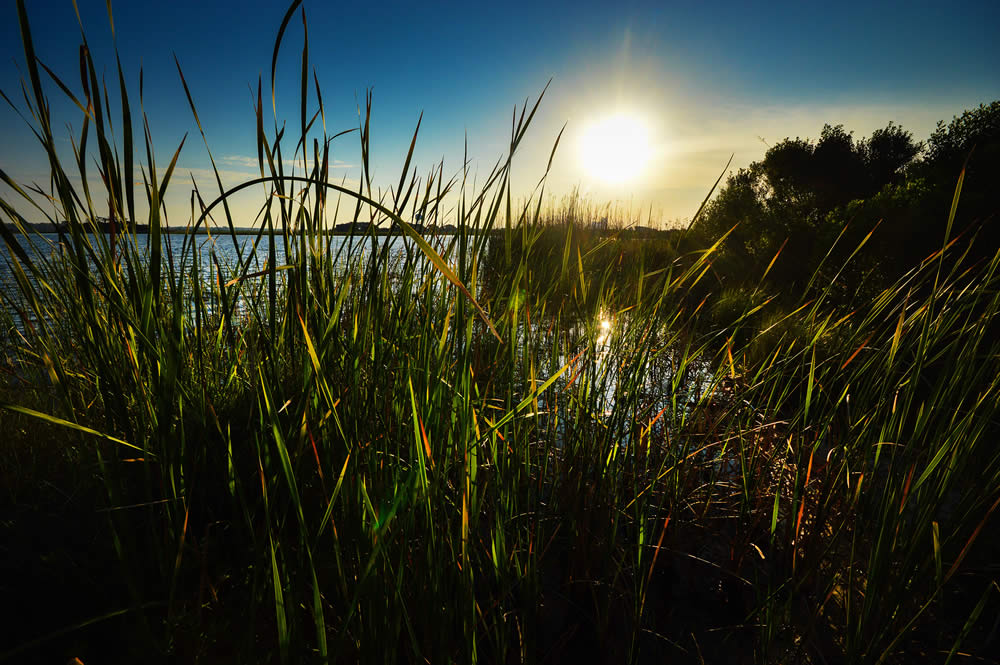 marsh grass at Gulf State Park
