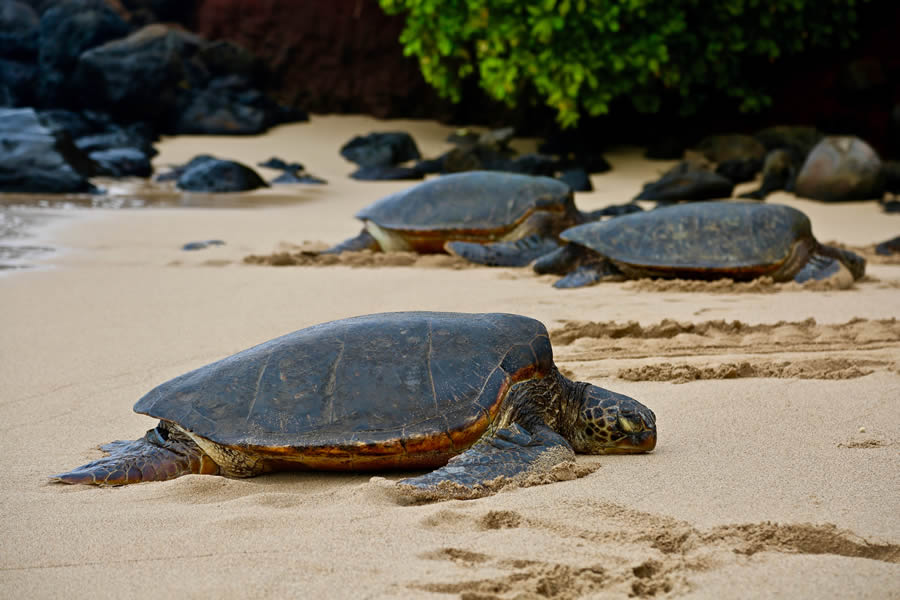 sea turtles at Bon Secour National Wildlife Refuge